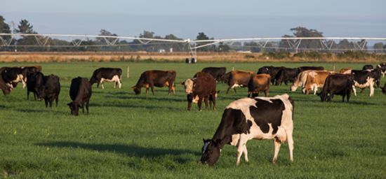 海外公司收购新西兰乳品农场