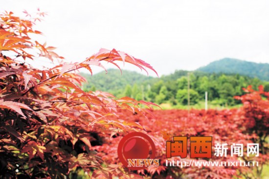 永定坎市新罗村:万株中国红枫汇成红色海洋