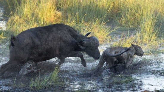 狮口救子 南非水牛与狮子展开生死对决(组图)
