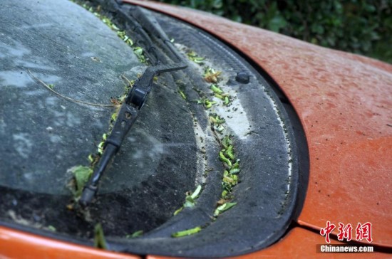 郑州百棵国槐遭虫袭 不见绿叶只见白丝(高清组