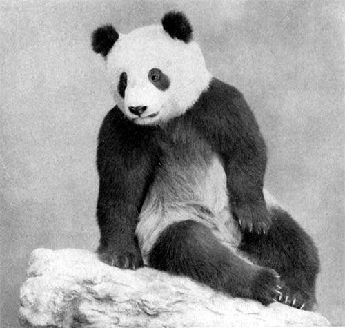 中国首只出国门的大熊猫:被扮做哈巴狗偷运出