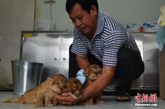 深圳金毛狗妈妈喂养3只狮宝宝