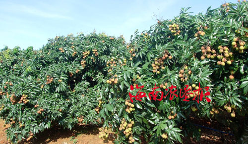 东昌农场妃子笑荔枝批量上市销往各地