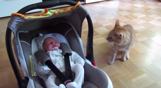 搞笑猫咪遭遇熟睡新生儿萌翻全场