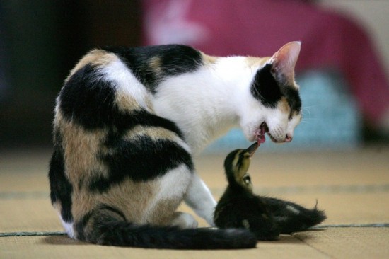 鸭子身上一只猫猜一个成语_一幅简笔画猜一个成语