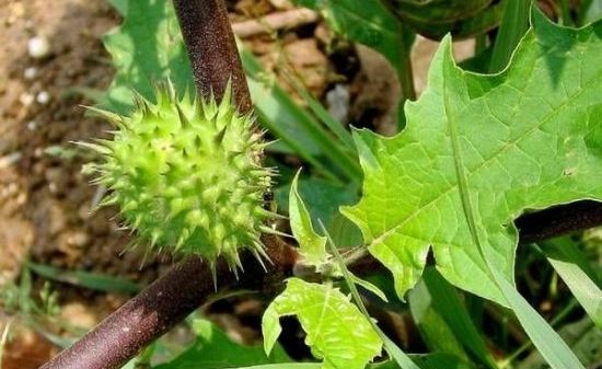 扁竹兰虎刺梅 警惕这几种植物易让你得癌