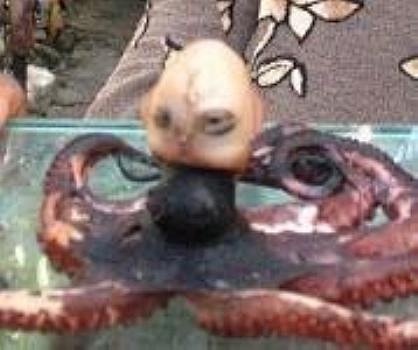 iSLjy̮Ƴ̨uʪjjù