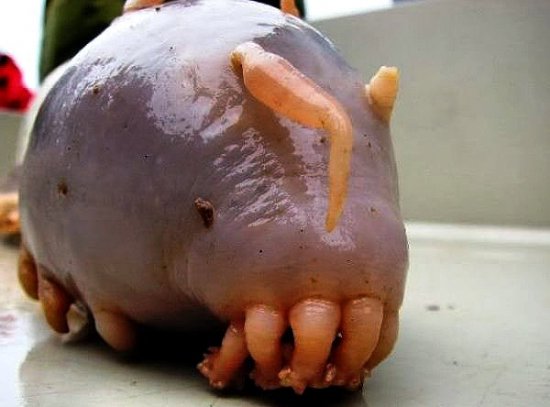 iSLjy̮Ƴ̨uʪjjù