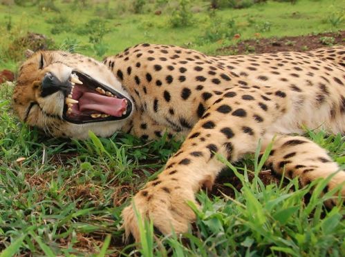 男子收养孤儿猎豹 相互亲吻打招呼猎豹常扑身