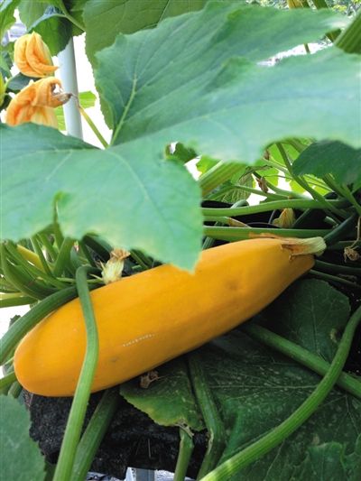 1200个作物品种亮相种子大会 辣椒长成西红柿