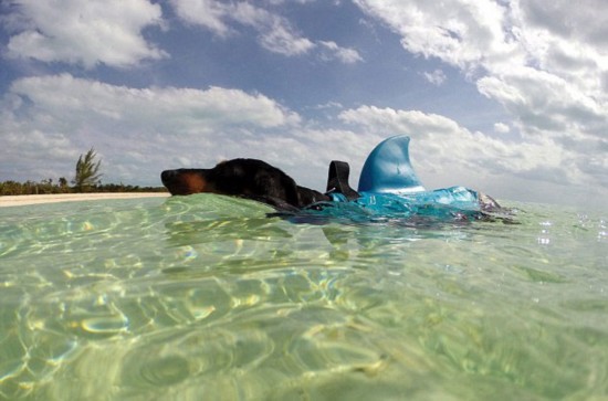 加主人带爱犬环岛旅行上演华丽变装秀(组图)
