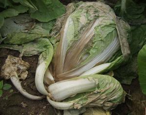 八种常见食物千万不能再吃 极易导致癌症