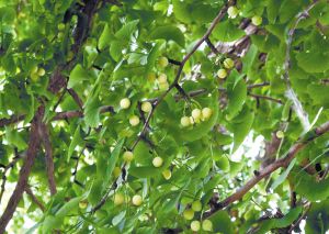 江苏邳州1500年古银杏树枯木回春 挂果两三万