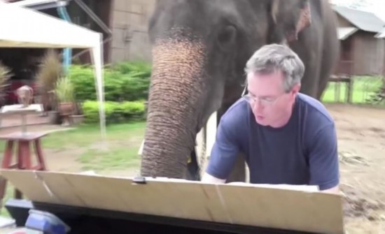 泰国大象随音乐翩然起舞视频走红网络