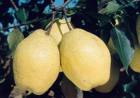 苹果梨柑橘 这5种司空见惯的水果也有惊人秘密