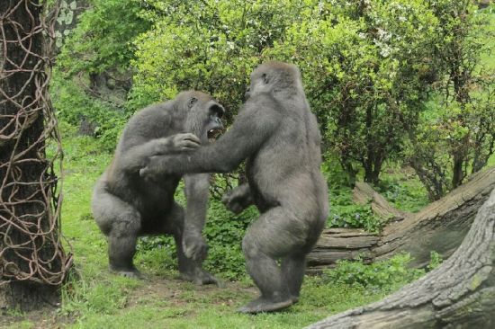 美动物园2只猩猩上演激烈拳击比赛