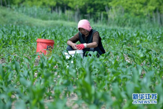 儿子去世 江苏大丰诚信奶奶种大蒜为其还债(