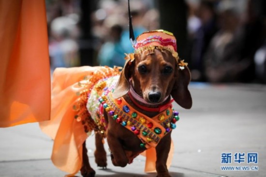 圣彼得堡腊肠狗盛装游行萌翻人(高清组图)