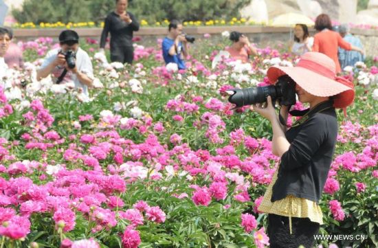 Tourists take photos of peony flowers at a garden in Horinger County, north China's Inner Mongolia Autonomous Region, June 3, 2014.
