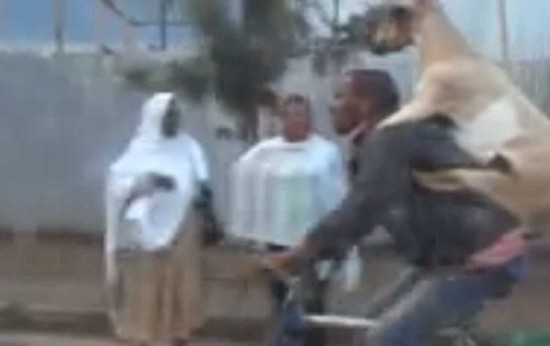 非洲山羊骑主人过街视频爆红网络(组图)