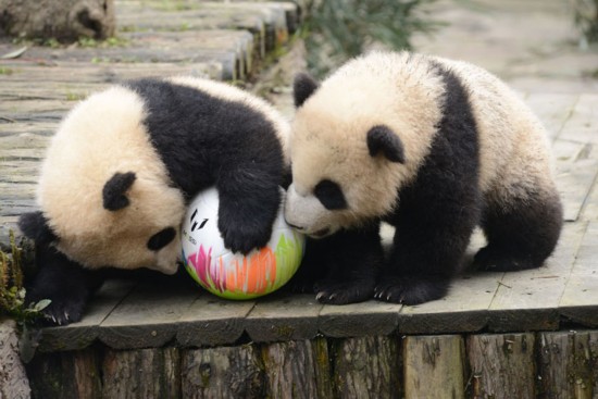 十位滚滚候选熊猫开球 或有多只熊猫参与世
