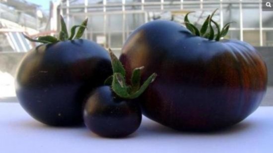 意大利推出黑色西红柿 名为<em>黑日</em>(图)--人民网