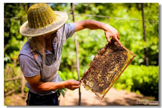 舌尖上的甜蜜是怎样炼成的? 揭秘土蜂蜜采割过
