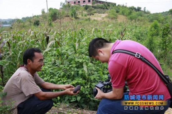 黑玉米,港口区试种成功!