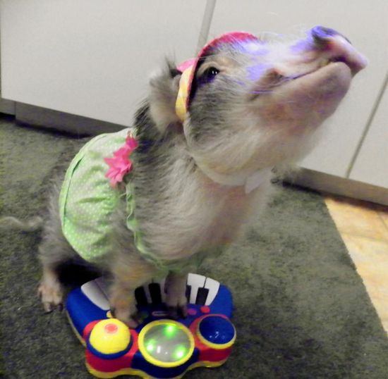 美百变小猪弹琴视频火爆网络(组图)