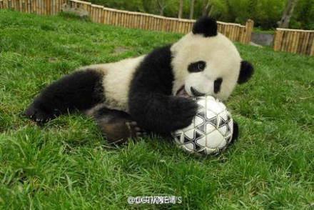 熊猫预测世界杯被取消 因担忧过多接触人类
