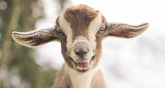 动物会笑吗?萌物迷人笑容或是人类错觉