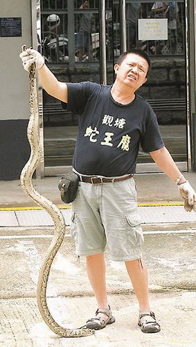 香港一船发现2米大蟒蛇"蛇王"迅速生擒(图)