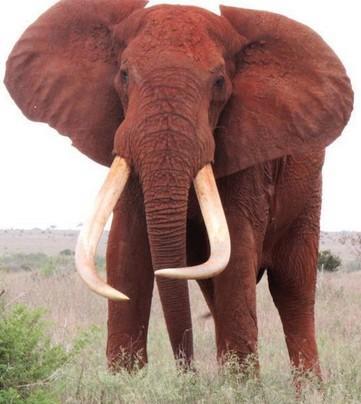 世界最巨型大象惨死原因:因超长象牙招杀身之