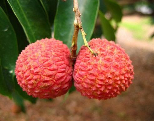 荔枝不上火的花样美味吃法(图)