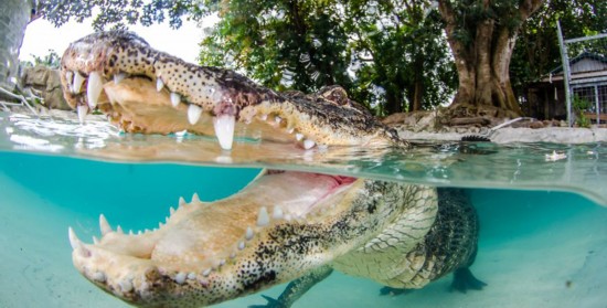 美上演人鳄肉搏表演拯救野生鳄鱼【6】