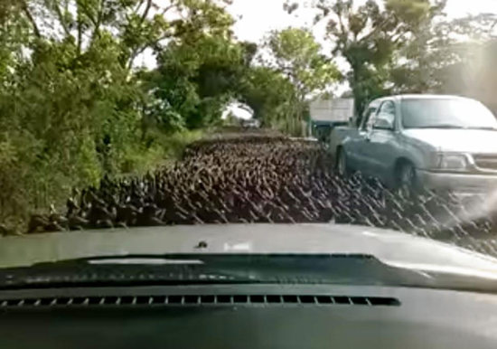 约10万只鸭子占领泰国街道 交通被中断(图)