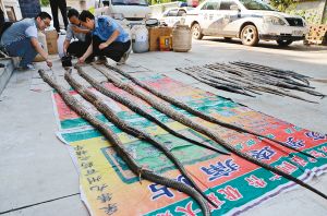 酒桶里发现76条已死蟒蛇 21条属国家一级保护