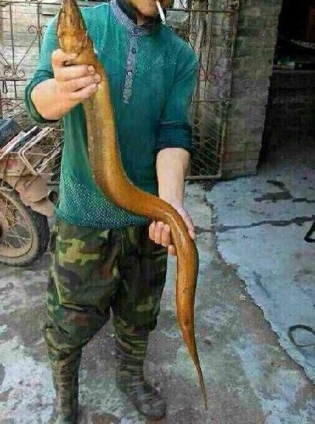 乐山疑发现巨型黄鳝 身长约1.3米重约10斤(图