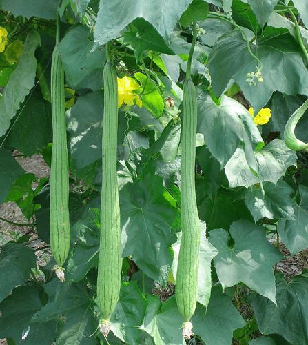 吃丝瓜功效和作用揭晓 治愈疾病胜过众良药- M