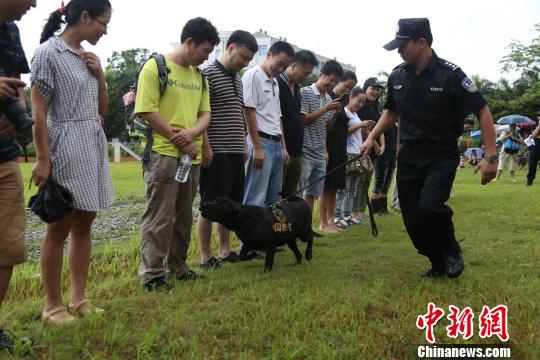 海關緝毒犬亮絕活深圳市民冒雨賞絕技