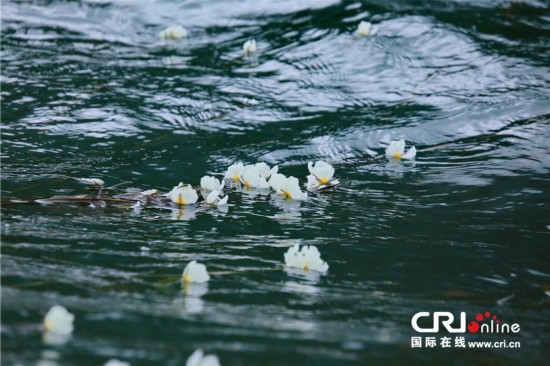 是生长在湖中,花朵露出水面的植物--水性杨花。