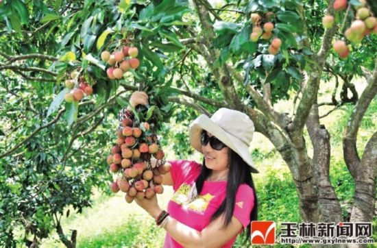 美丽玉林行:探访北流市大坡外镇荔枝成熟的节