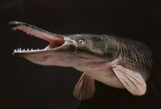 四川鱼塘现75公分怪鱼:鳄鱼嘴、蛇皮肤、满