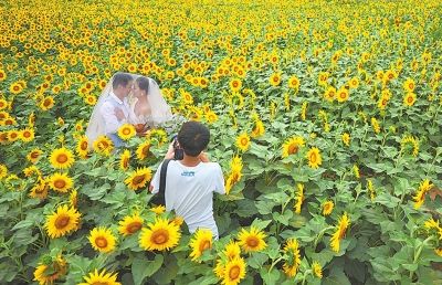 内黄县依托优美自然风光 大力发展观光休闲农