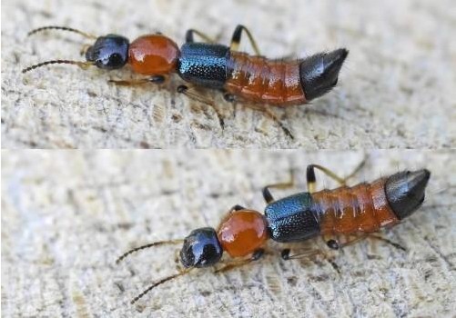 夏季到虫子多 盘点特需注意的"凶猛"虫子(组图)