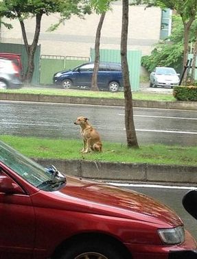 小黄狗雨天遭遗弃 2年后仍在原地等主人(图)