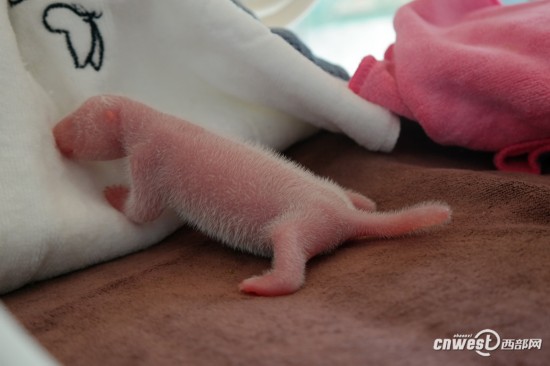 高清组图:陕西再度人工繁殖大熊猫"龙凤胎【4】