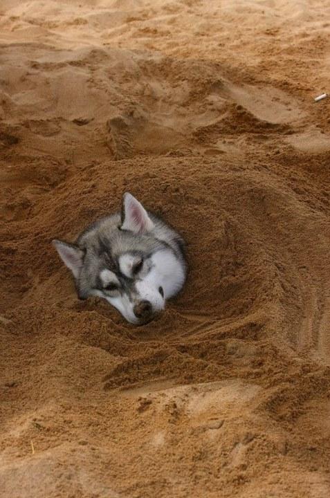 哈士奇那些雷爆了的眼神瞬间秒杀你