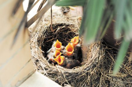 八哥窗台安家产下5枚蛋 房主相机记录雏鸟孵化