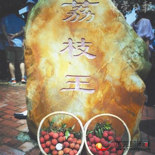 谢岗162岁荔枝王 采摘权拍出6万元